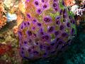 tunicier_IMG_1637