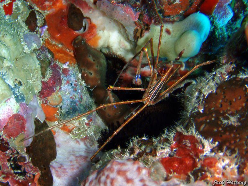 Araignee_nez_pointu_et_eponges_diverses.jpg -   >  Voir la fiche   