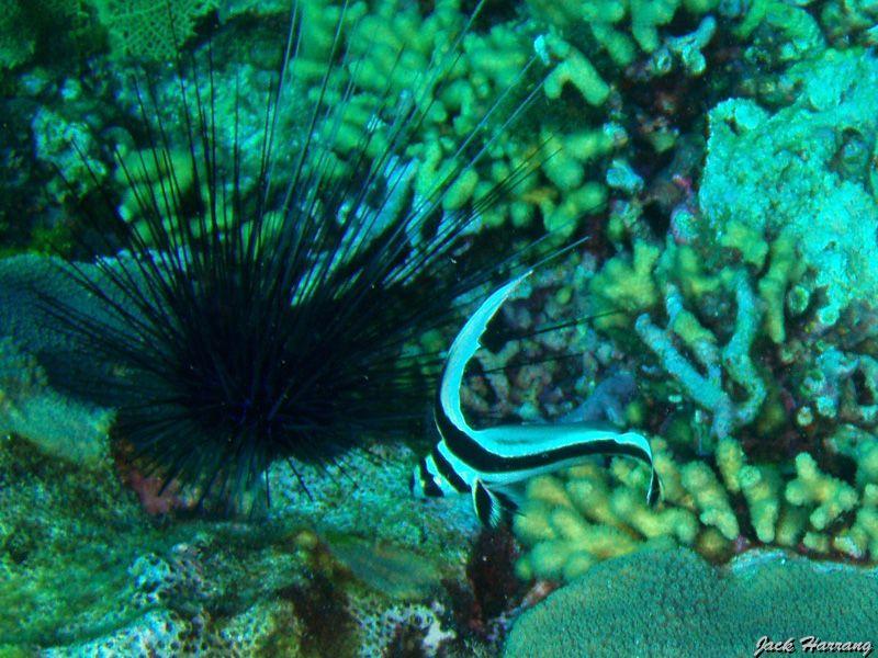 Chevalier_ponctue_juvenile.jpg -   >  Voir la fiche   