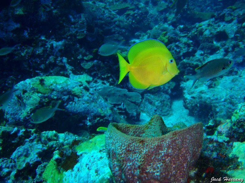 Chirurgien_bleu_juvenile_et_chromis_bruns.jpg