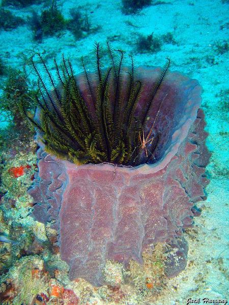 Comatule_araignee_et_ophiure_dans_eponge_barrique.jpg