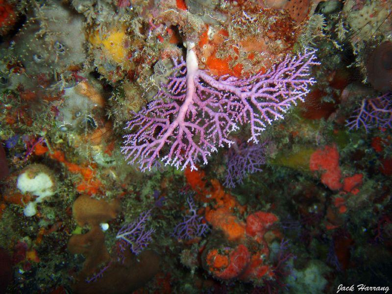 Corail_dentelle_ou_stylaster_rose.jpg
