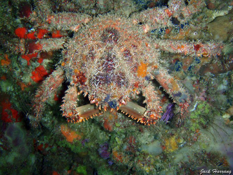 Crabe-araignee_de_recif_a_piquants.jpg -   >  Voir la fiche   