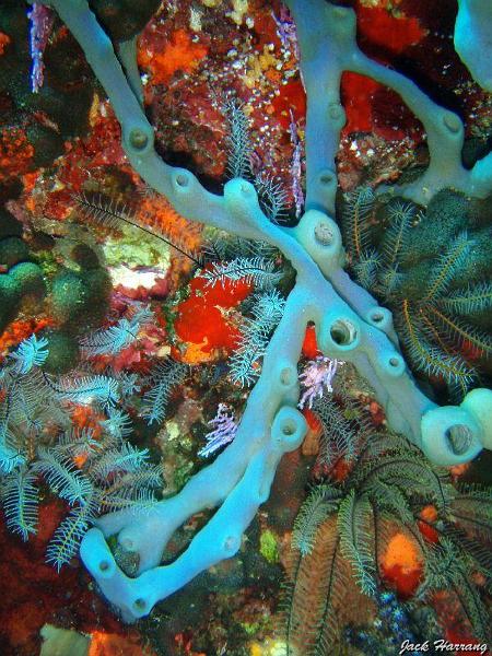 Eponge_a_cheminee_et_hydraire-plume.jpg