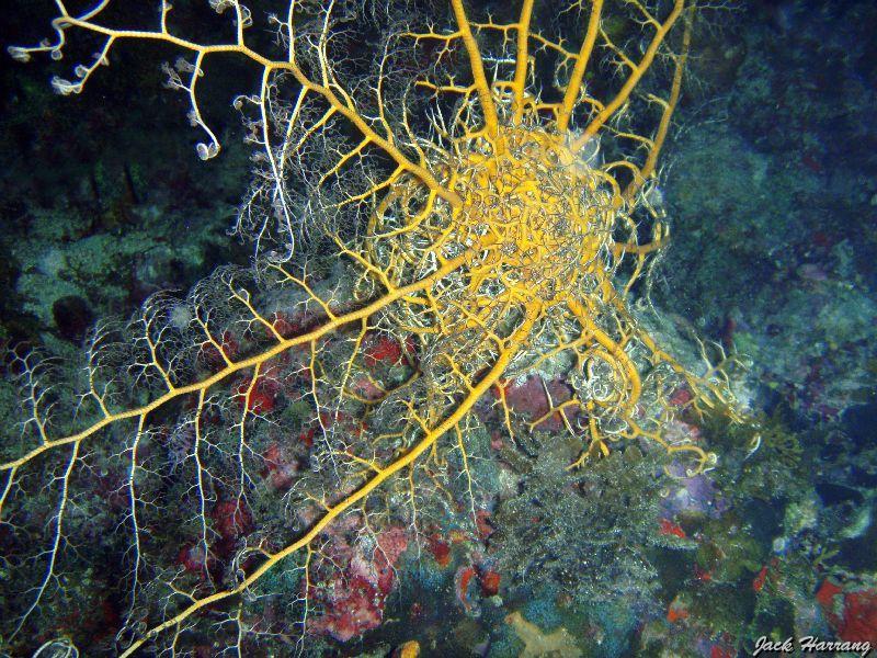 Gorgonocephale_ou_astrophyton_geant.jpg