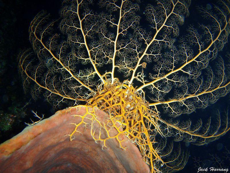 Gorgonocephale_ou_astrophyton_geant_2.jpg