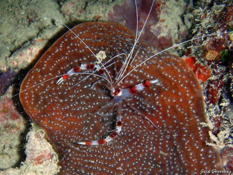 Grande_crevette_nettoyeuse_sur_corail_agarice.jpg -   >  Voir la fiche   