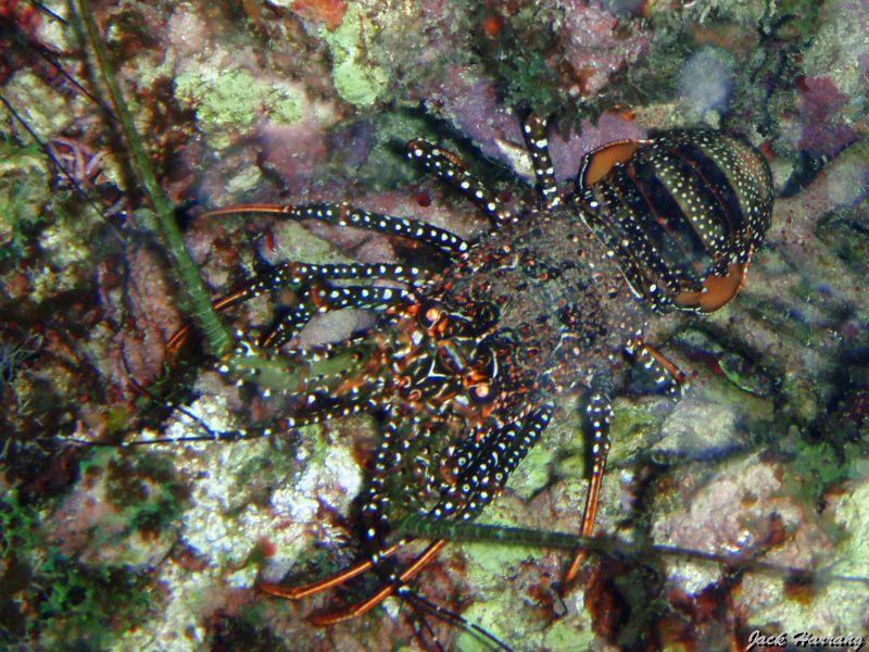 Langouste_bresilienne.jpg