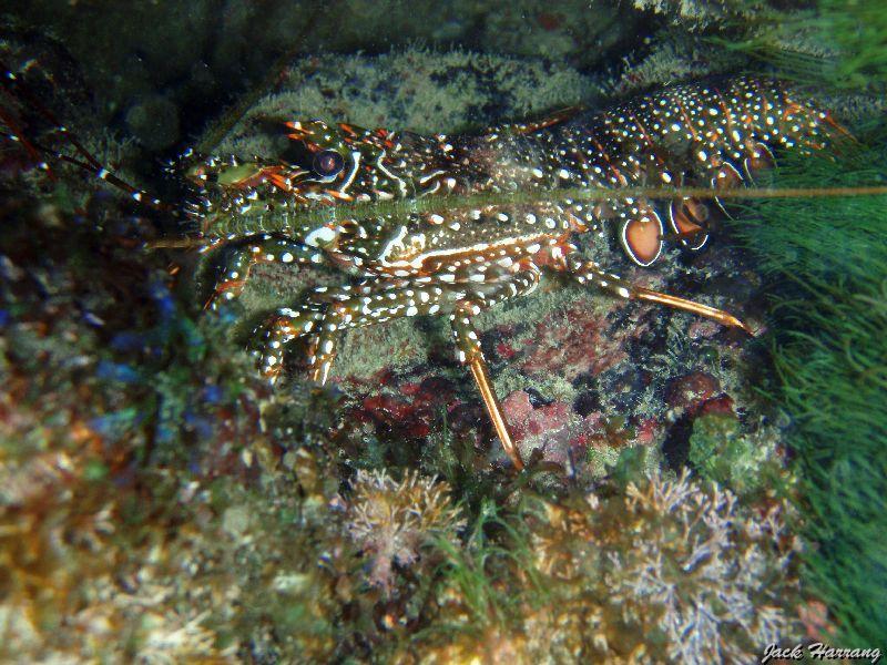 Langouste_bresilienne_2.jpg -   >  Voir la fiche   