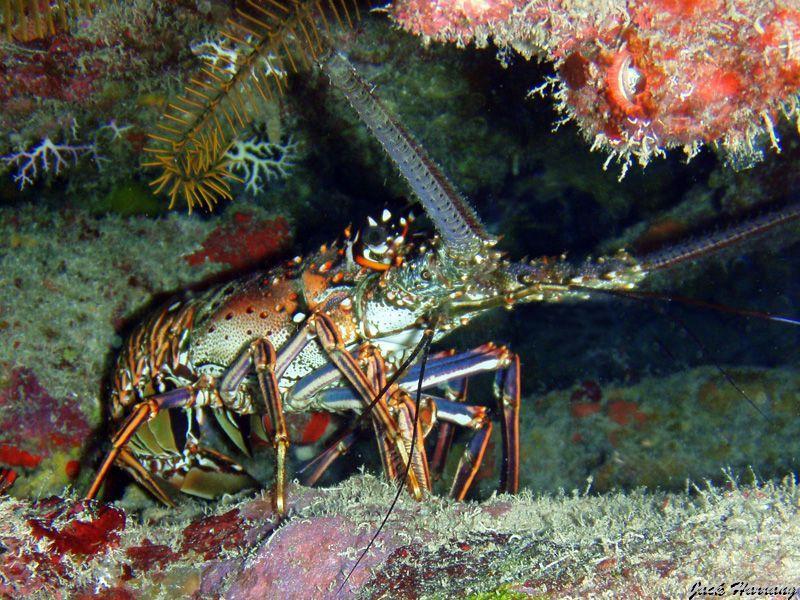 Langouste_des_Caraibes.jpg -   >  Voir la fiche   