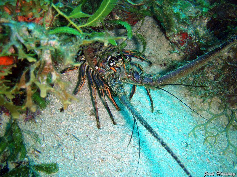 Langouste_des_Caraibes_ou_royale.jpg -   >  Voir la fiche   