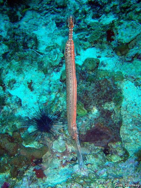 Poisson-trompette.jpg