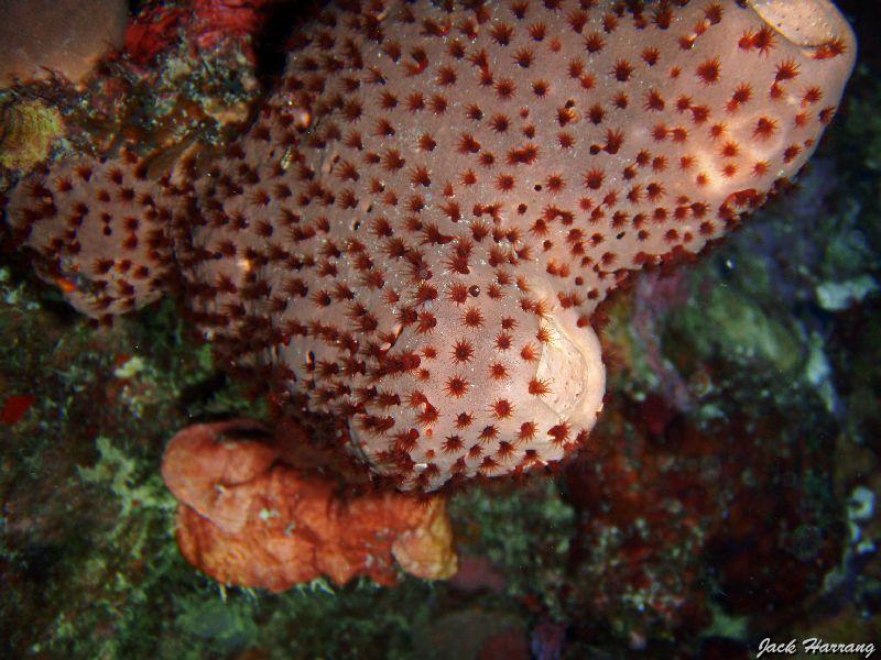 Zoanthaire_marron_des_eponges.jpg