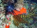 Comatule_doree_oursin_diademe_et_algue_dictyote