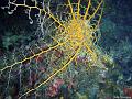 Gorgonocephale_ou_astrophyton_geant