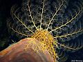 Gorgonocephale_ou_astrophyton_geant_2