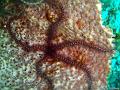 Ophiure_des_eponges
