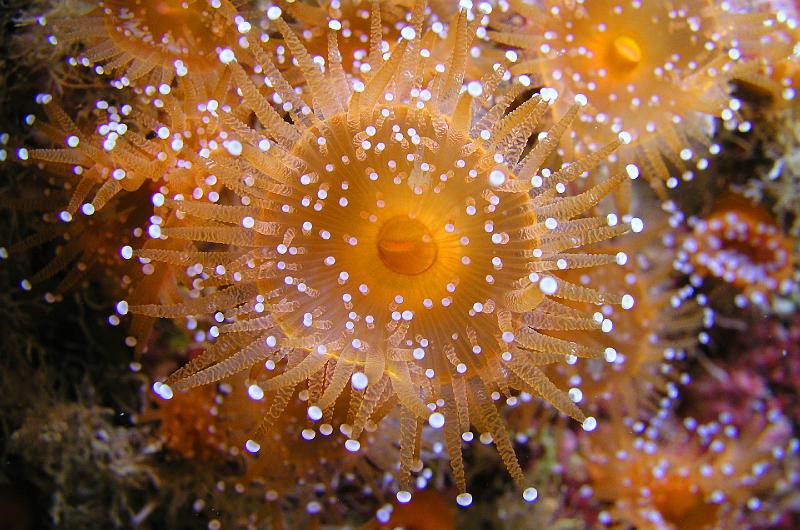 ab_212.JPG - Mer d'Iroise, anémone-bijou 2007 Antoine Bélec