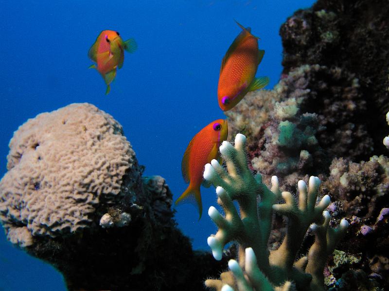 fc_7_PB050273.JPG - anthias 2007 François CORNU