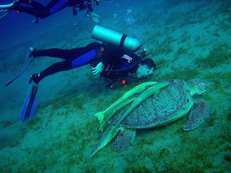 jh_PB050386.jpg - tortue verte 2007 Jack HARRANG