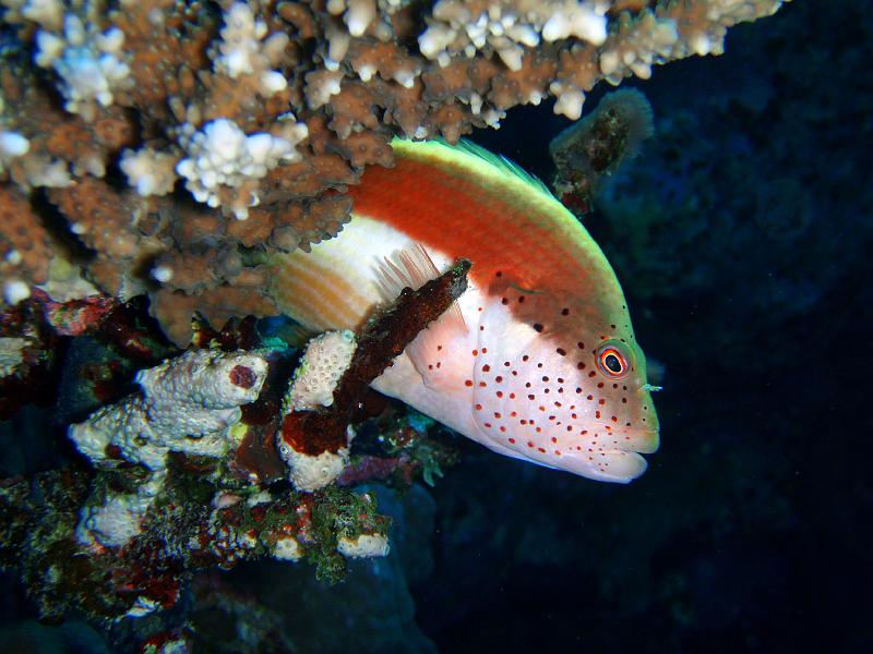 jh_PB050442.jpg - poisson faucon de Forster 2007 Jack HARRANG
