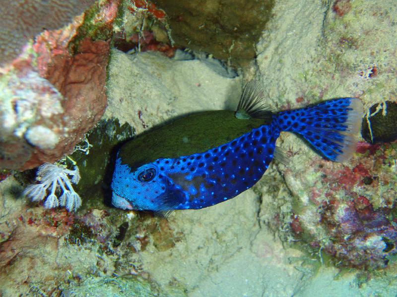 jh_PB070124.jpg - poisson-coffre à points bleus 2007 Jack HARRANG