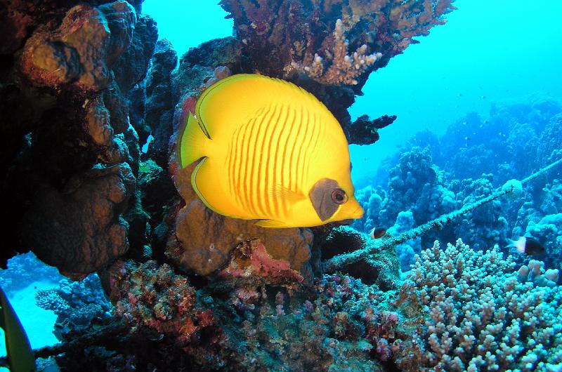 tn_PB030139.jpg - poisson-papillon jaune 2007 Thi NGUYEN