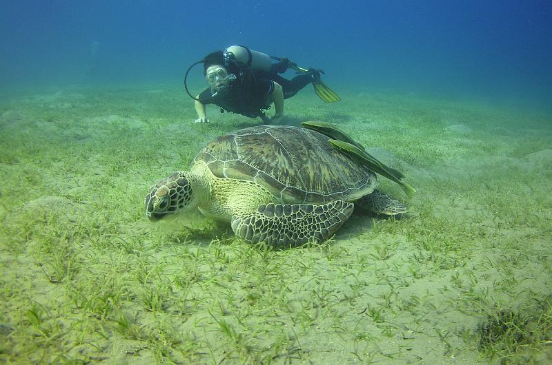 tn_PB050374.JPG - tortue verte 2005 Thi NGUYEN