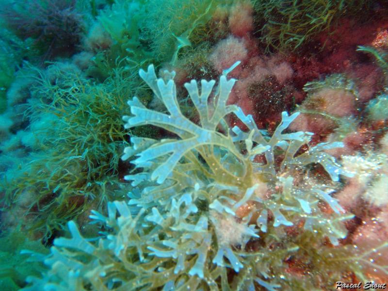 algue_dictyote.jpg