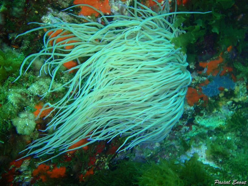 anemone_de_mer_verte_2.jpg -   >  Voir la fiche   