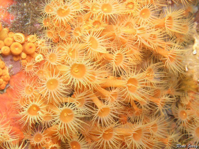 anemone_encroutante_jaune.JPG -   >  Voir la fiche   