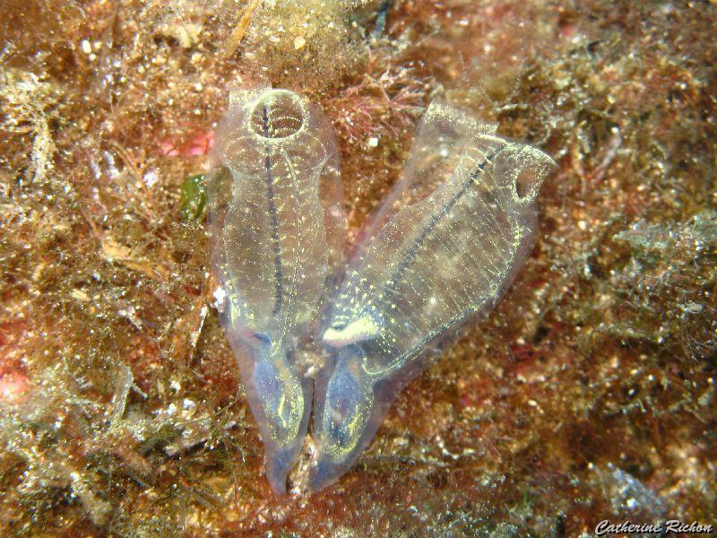 clavelines_bleutees.jpg