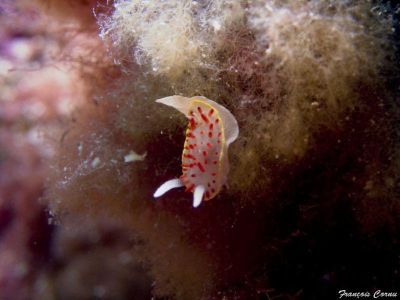 diaphorodoris_papillata.jpg -   >  Voir la fiche   