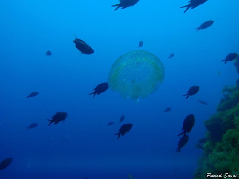 meduse_pelagie_2.jpg