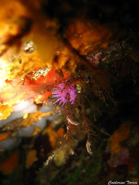 nudibranche_1.jpg