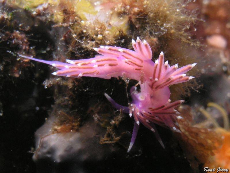 nudibranche_eloidien_1.JPG