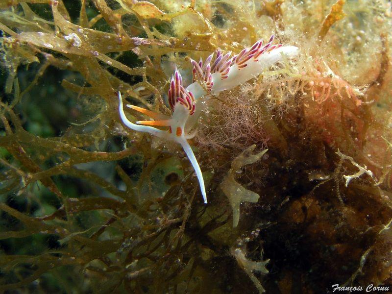 nudibranche_hervia.jpg -   >  Voir la fiche   