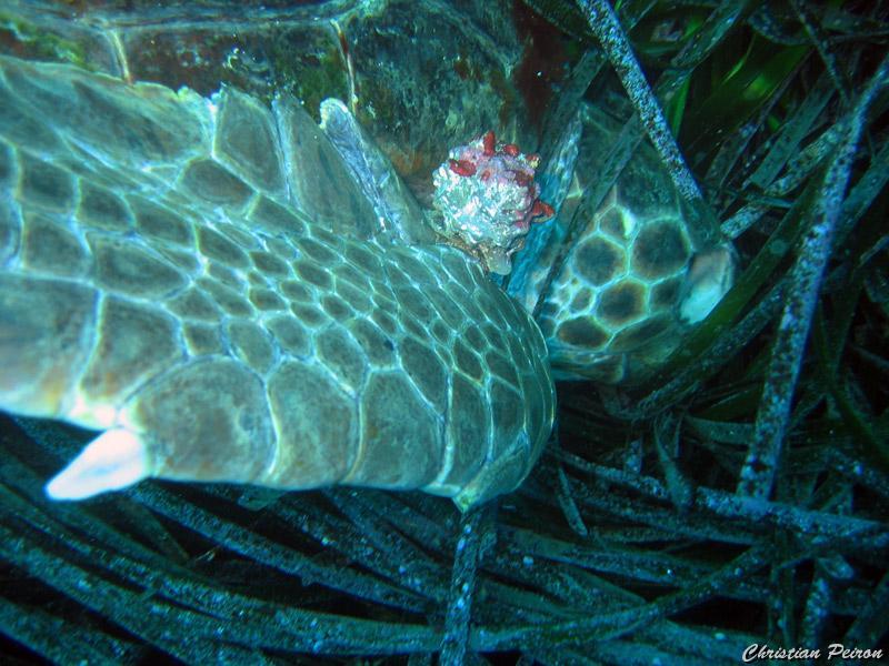 tortue_caouanne_morte_3.jpg