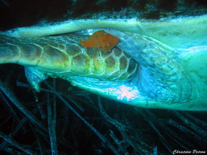 tortue_caouanne_morte_4.jpg