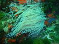 anemone_de_mer_verte_2