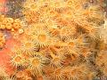 anemone_encroutante_jaune