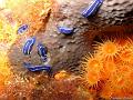 doris_celestes