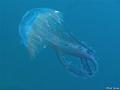 meduse_pelagie_1