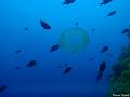 meduse_pelagie_2