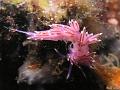 nudibranche_eloidien_1
