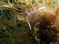 nudibranche_hervia