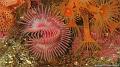 serpule
