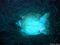 tortue_caouanne_morte_1