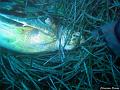 tortue_caouanne_morte_2