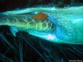 tortue_caouanne_morte_4